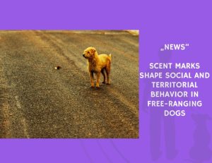 News-Scent Marks Shape Social and Territorial Behavior in Free-Ranging Dogs
