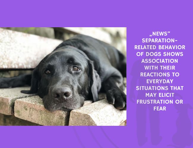 News-Separation-Related Behavior of Dogs Shows Association with Their Reactions to Everyday Situations That May Elicit Frustration or Fear