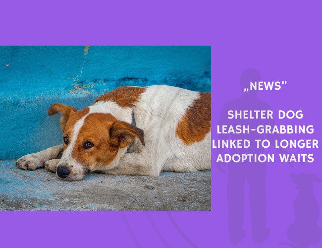 News-Shelter Dog Leash-Grabbing Linked to Longer Adoption Waits