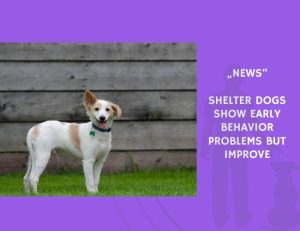 News-Shelter Dogs Show Early Behavior Problems but Improve