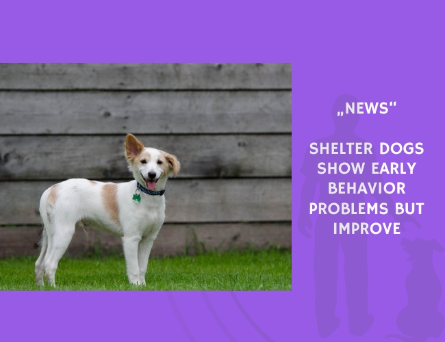 News-Shelter Dogs Show Early Behavior Problems but Improve