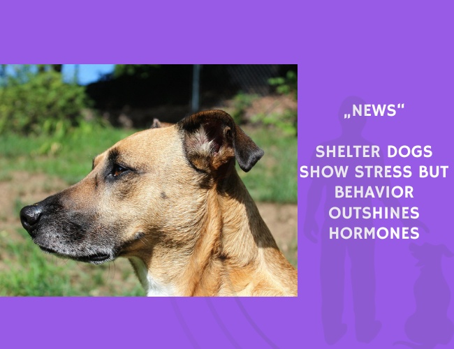 News-Shelter Dogs Show Stress but Behavior Outshines Hormones