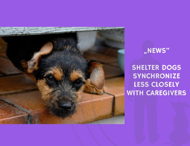 News-Shelter Dogs Synchronize Less Closely with Caregivers