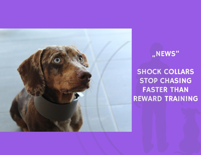 News-Shock Collars Stop Chasing Faster Than Reward Training