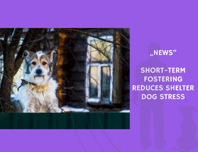 News-Short-Term Fostering Reduces Shelter Dog Stress