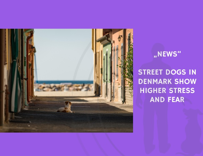 News-Street Dogs in Denmark Show Higher Stress and Fear