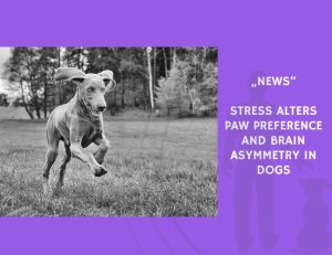 News-Stress Alters Paw Preference and Brain Asymmetry in Dogs
