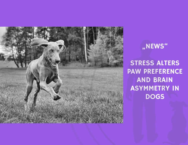 News-Stress Alters Paw Preference and Brain Asymmetry in Dogs