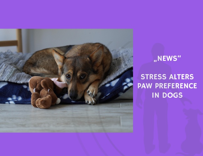 News-Stress Alters Paw Preference in Dogs