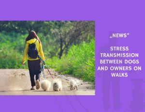 News-Stress Transmission Between Dogs and Owners on Walks