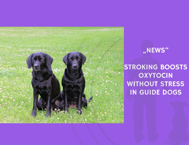 News-Stroking Boosts Oxytocin Without Stress in Guide Dogs