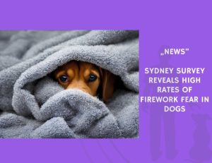 News-Sydney Survey Reveals High Rates of Firework Fear in Dogs