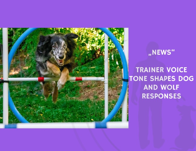 News-Trainer Voice Tone Shapes Dog and Wolf Responses