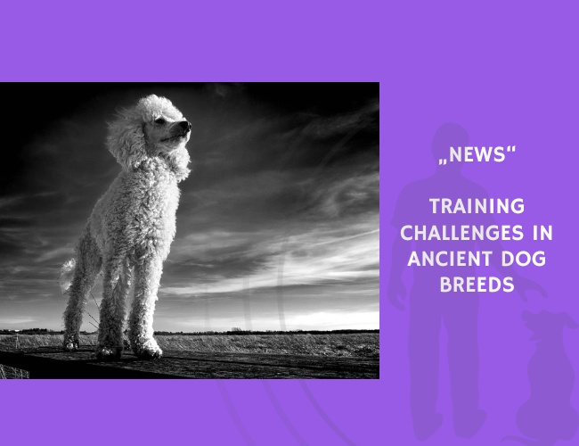 News-Training Challenges in Ancient Dog Breeds
