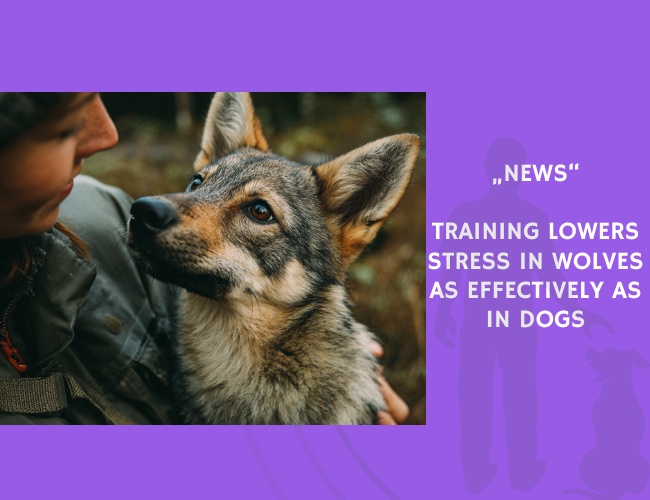 News-Training Lowers Stress in Wolves as Effectively as in Dogs
