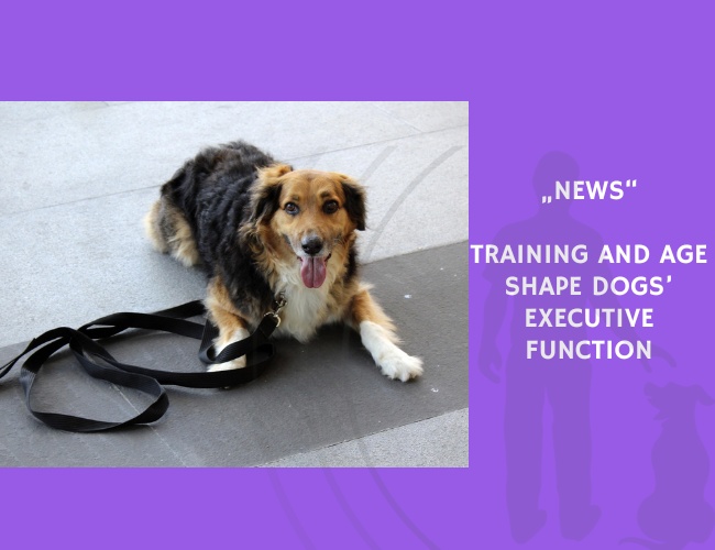 News-Training and Age Shape Dogs’ Executive Function