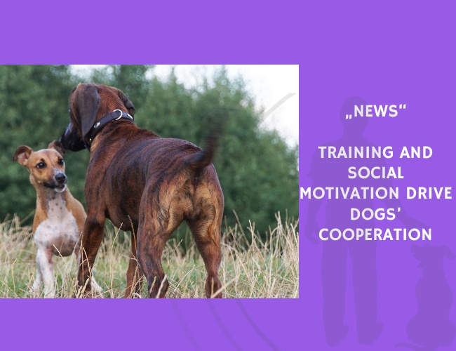 News-Training and Social Motivation Drive Dogs’ Cooperation