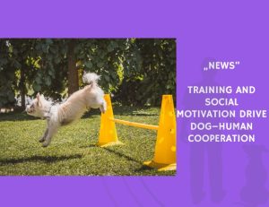 News-Training and Social Motivation Drive Dog–Human Cooperation