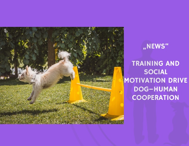 News-Training and Social Motivation Drive Dog–Human Cooperation