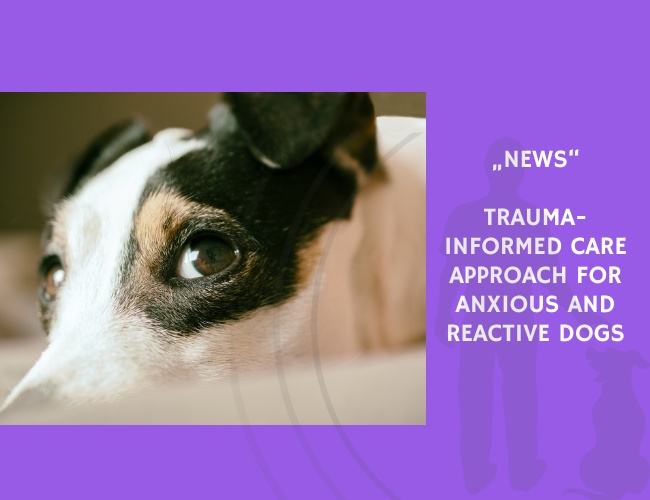 News-Trauma-Informed Care Approach for Anxious and Reactive Dogs