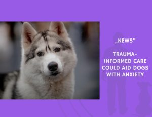 News-Trauma-Informed Care Could Aid Dogs with Anxiety