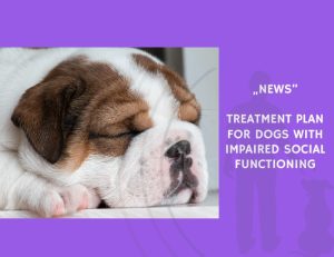 News-Treatment Plan for Dogs with Impaired Social Functioning