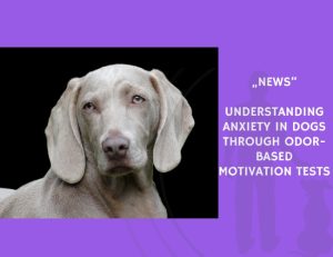 News-Understanding Anxiety in Dogs Through Odor-Based Motivation Tests