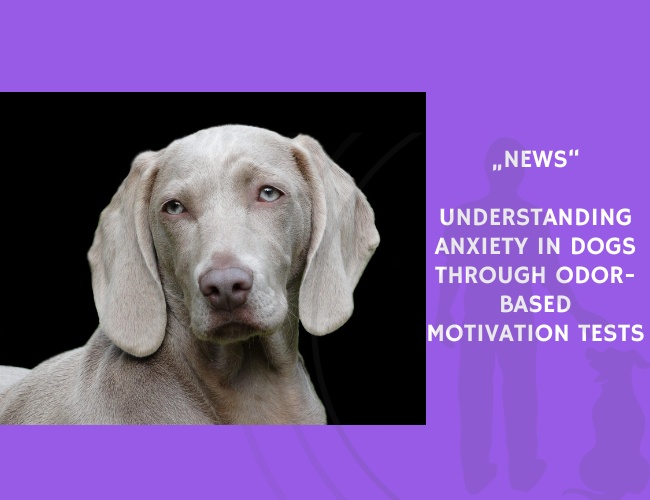 News-Understanding Anxiety in Dogs Through Odor-Based Motivation Tests