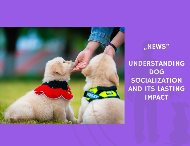 News-Understanding Dog Socialization and Its Lasting Impact