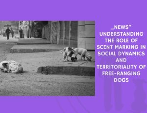 News Understanding the Role of Scent Marking in Social Dynamics and Territoriality of Free-Ranging Dogs