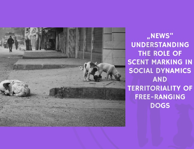 News Understanding the Role of Scent Marking in Social Dynamics and Territoriality of Free-Ranging Dogs