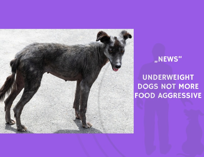 News-Underweight Dogs Not More Food Aggressive