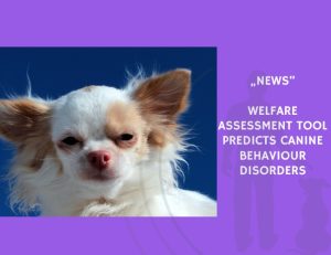 News-Welfare Assessment Tool Predicts Canine Behaviour Disorders