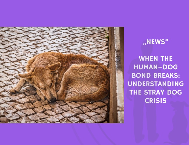 News-When the Human–Dog Bond Breaks Understanding the Stray Dog Crisis