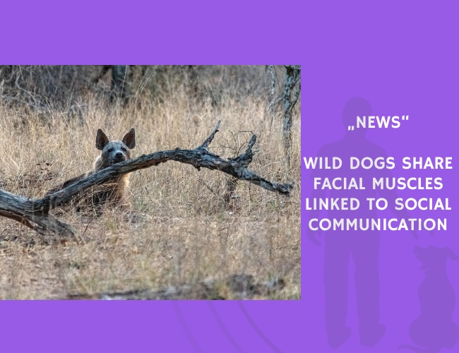 News-Wild Dogs Share Facial Muscles Linked to Social Communication