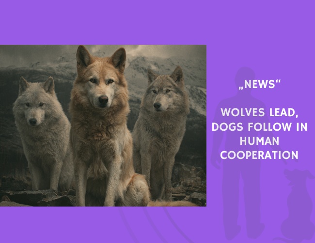 News-Wolves Lead, Dogs Follow in Human Cooperation