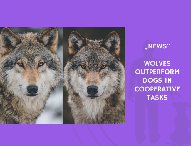 News-Wolves Outperform Dogs in Cooperative Tasks