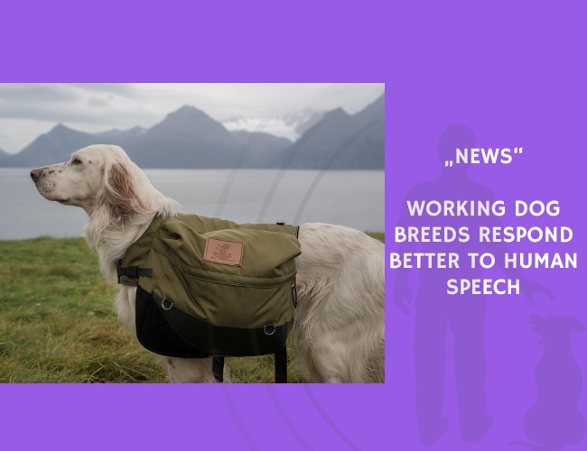 News-Working Dog Breeds Respond Better to Human Speech