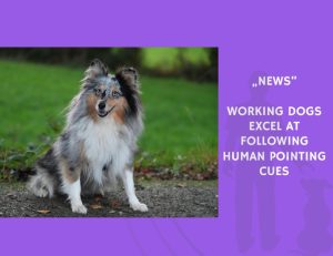 News-Working Dogs Excel at Following Human Pointing Cues