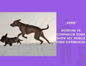 News-Working vs Companion Dogs Show Key Muscle Fiber Differences