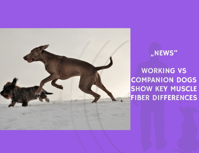 News-Working vs Companion Dogs Show Key Muscle Fiber Differences