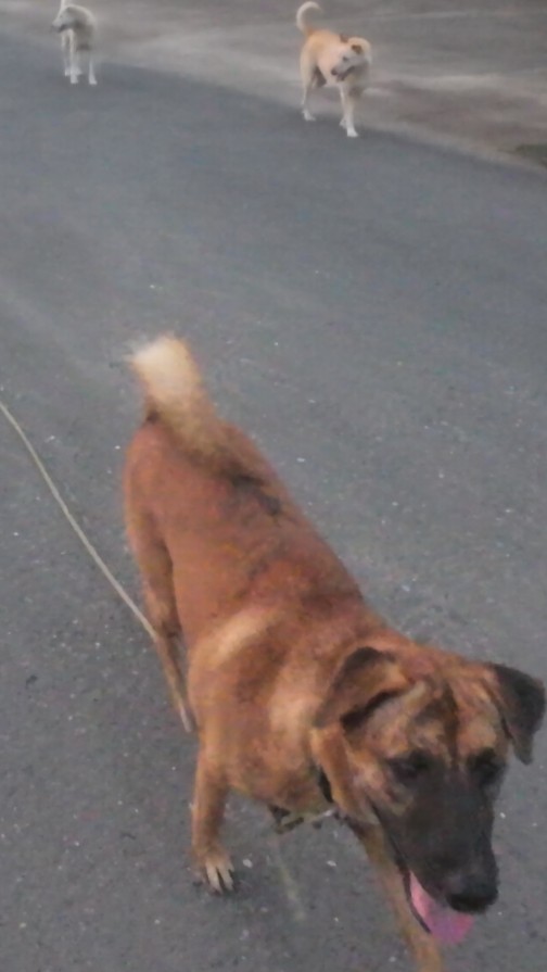 Three dogs walking on the road