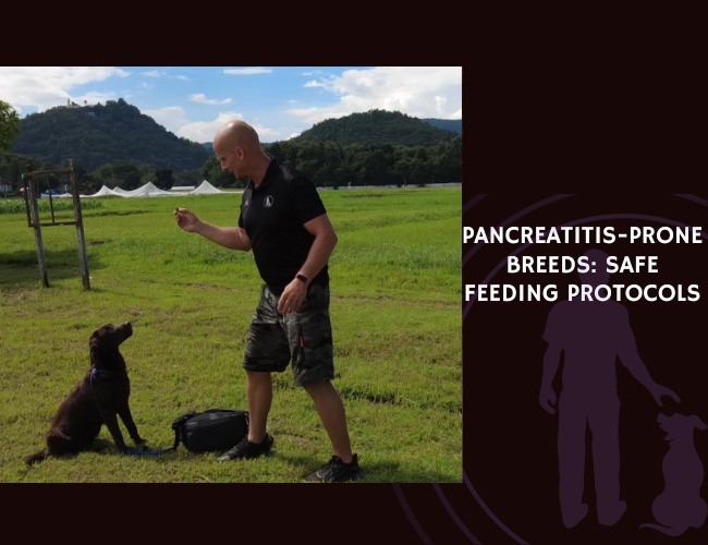 Pancreatitis-Prone Breeds Safe Feeding Protocols