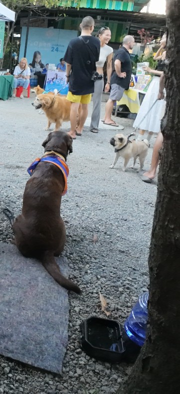 Dogs observing people at event.