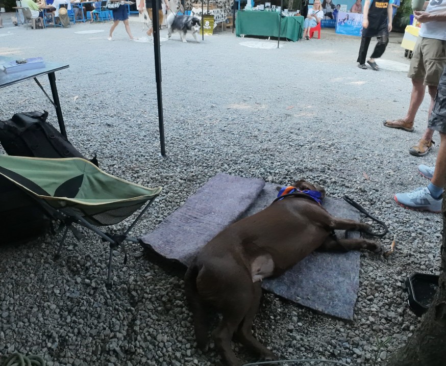Dog sleeping on a mat