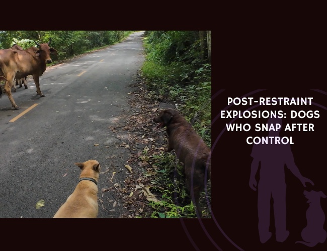 Post-Restraint Explosions Dogs Who Snap After Control