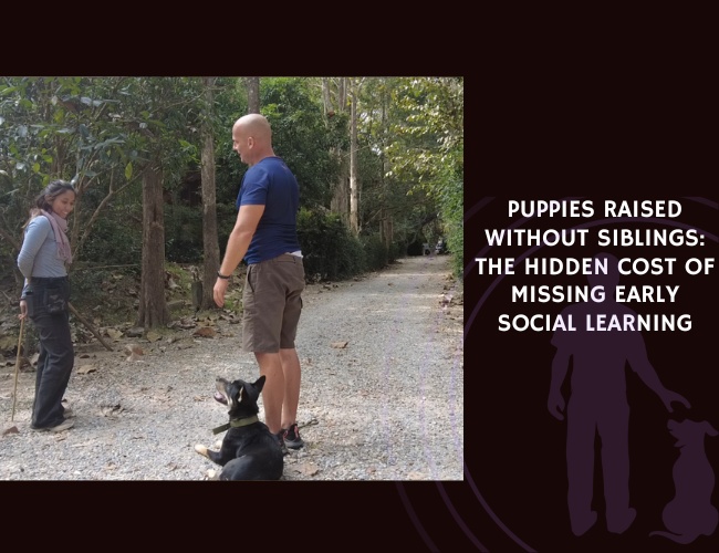 Puppies Raised Without Siblings The Hidden Cost of Missing Early Social Learning
