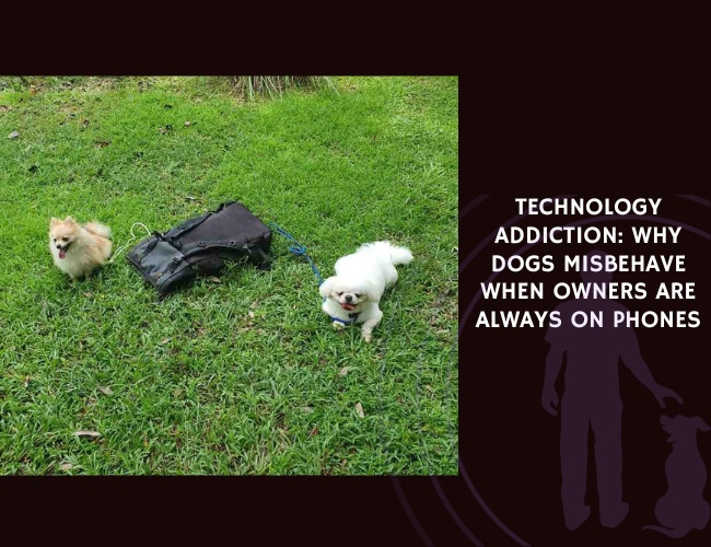 Technology Addiction Why Dogs Misbehave When Owners Are Always on Phones