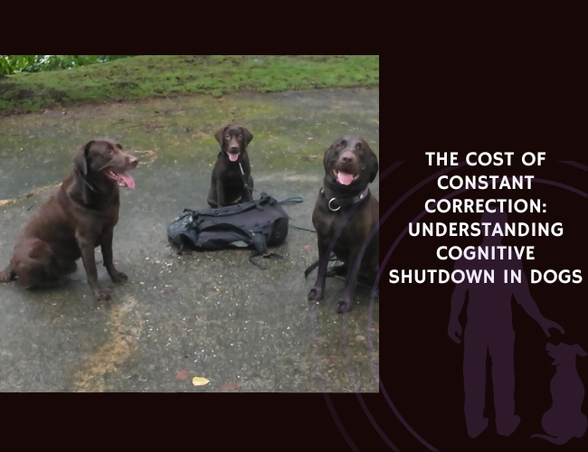 The Cost of Constant Correction Understanding Cognitive Shutdown in Dogs