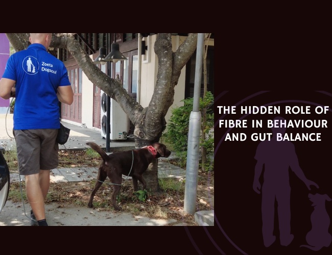 The Hidden Role of Fibre in Behaviour and Gut Balance